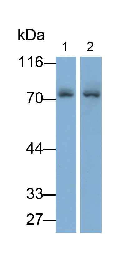 Monoclonal Antibody to Osteopontin (OPN)