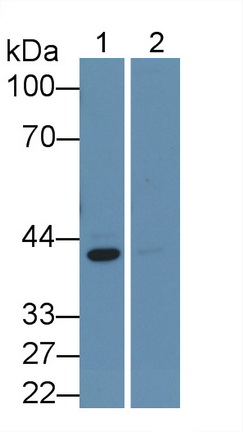 Monoclonal Antibody to Extracellular Signal Regulated Kinase 2 (ERK2)