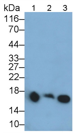 Monoclonal Antibody to Cyclophilin A (CYPA)