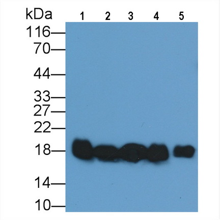 Monoclonal Antibody to Cyclophilin A (CYPA)