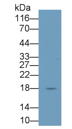 Monoclonal Antibody to Cyclophilin A (CYPA)