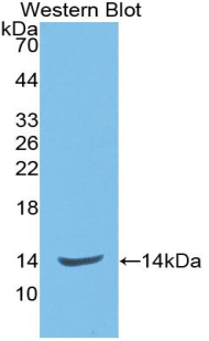 Monoclonal Antibody to Endoglin (ENG)