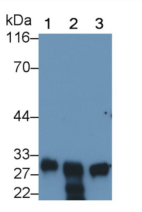 Monoclonal Antibody to Protein Zero, Myelin (MPZ)