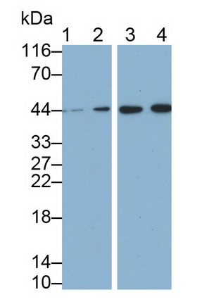 Monoclonal Antibody to Leukocyte Associated Immunoglobulin Like Receptor 1 (LAIR1)