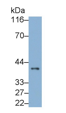 MAB004Mu24.jpg