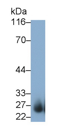 Monoclonal Antibody to Leukocyte Associated Immunoglobulin Like Receptor 1 (LAIR1)