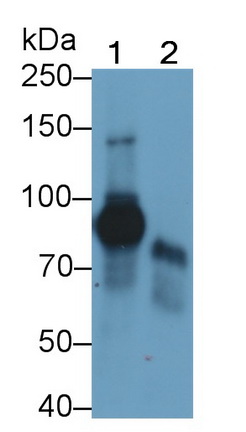 Monoclonal Antibody to Low Density Lipoprotein Receptor Related Protein 1 (LRP1)