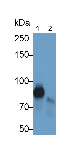 Monoclonal Antibody to Low Density Lipoprotein Receptor Related Protein 1 (LRP1)