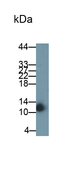 Monoclonal Antibody to Alpha-Lactalbumin (aLA)