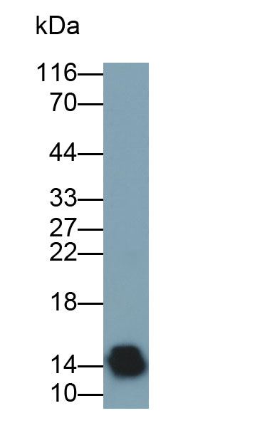 Monoclonal Antibody to Alpha-Lactalbumin (aLA)