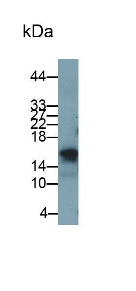 Monoclonal Antibody to Alpha-Lactalbumin (aLA)