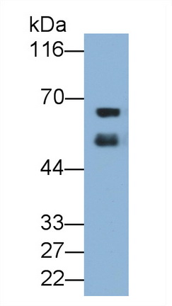 MAB028Ra22.jpg