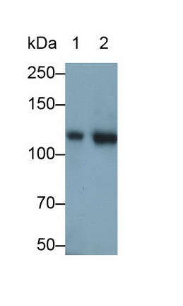 Monoclonal Antibody to Integrin Alpha 2B (ITGa2B)