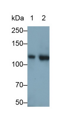 MAB029Hu21.jpg