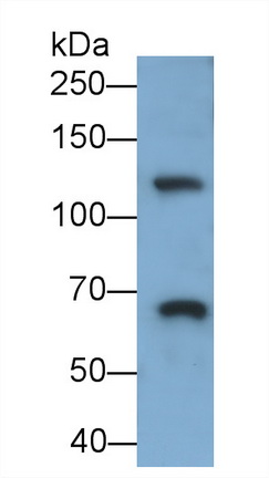 MAB029Hu23.jpg