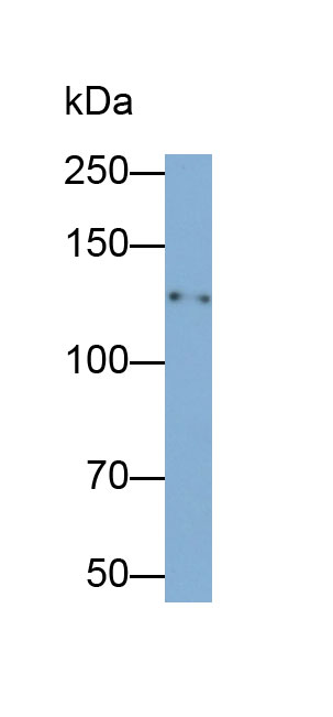 MAB029Hu27.jpg