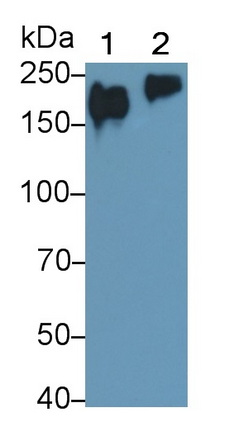 Monoclonal Antibody to Protein Tyrosine Phosphatase Receptor Type C (CD45)