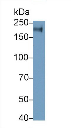 Monoclonal Antibody to Protein Tyrosine Phosphatase Receptor Type C (CD45)