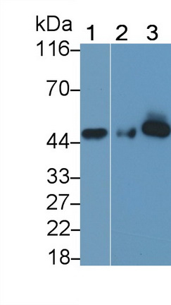 MAB039Hu21.jpg