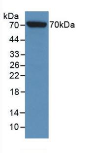 Monoclonal Antibody to Heat Shock 70kDa Protein 1 Like Protein (HSPA1L)