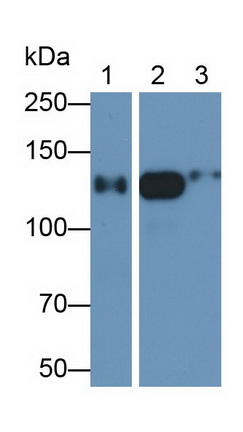 Monoclonal Antibody to Alanine Aminopeptidase (AAP)