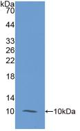 Monoclonal Antibody to S100 Calcium Binding Protein A12 (S100A12)