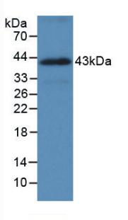 Monoclonal Antibody to Heat Shock 70kDa Protein 1A (HSPA1A)