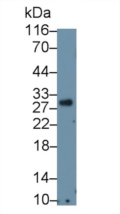 Monoclonal Antibody to Cluster Of Differentiation 8a (CD8a)