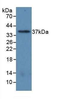 MAB120Hu22.jpg