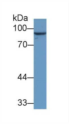 Monoclonal Antibody to VGF Nerve Growth Factor Inducible (VGF)