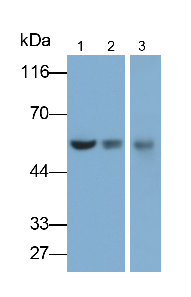 Monoclonal Antibody to Cluster Of Differentiation 4 (CD4)