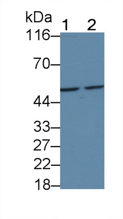 Monoclonal Antibody to Cluster Of Differentiation 4 (CD4)