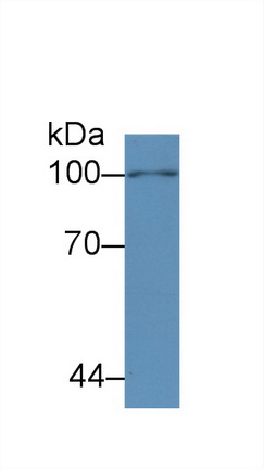 MAB171Po21.jpg