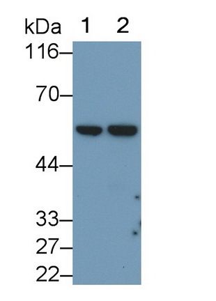 Monoclonal Antibody to Cluster Of Differentiation 1a (CD1a)