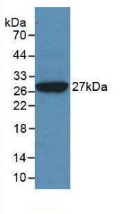 Monoclonal Antibody to Clusterin (CLU)