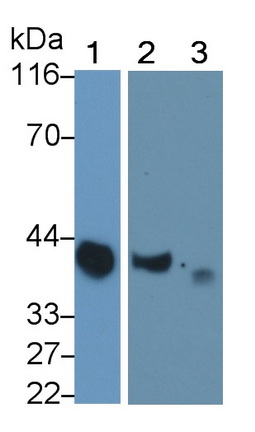 Monoclonal Antibody to Clusterin (CLU)