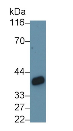 MAB180Po23.jpg