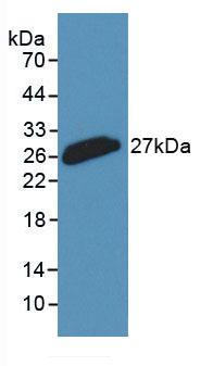 Monoclonal Antibody to Clusterin (CLU)