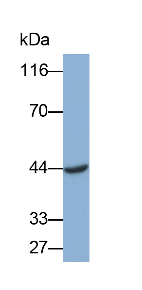 Monoclonal Antibody to Interleukin 19 (IL19)