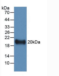 Monoclonal Antibody to Interleukin 19 (IL19)