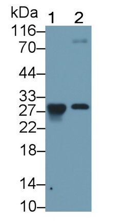 Monoclonal Antibody to Granzyme K (GZMK)