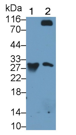 MAB209Mu29.jpg
