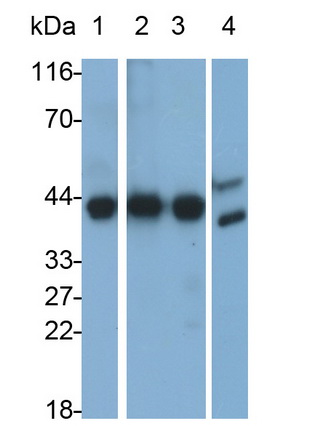 MAB214Mu21.jpg