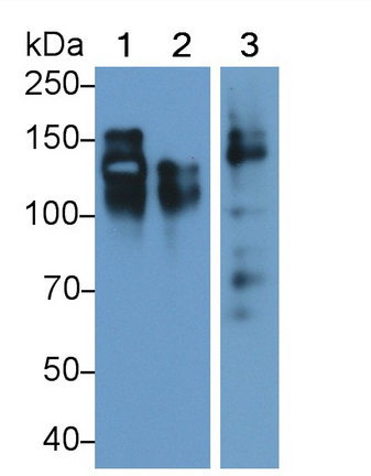 MAB225Hu26.jpg