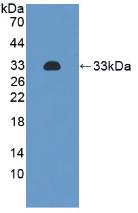 MAB228Hu22.jpg