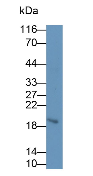 MAB230Hu26.jpg