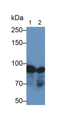 Monoclonal Antibody to Plasminogen (Plg)