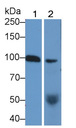 MAB236Hu23.jpg