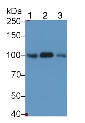 Monoclonal Antibody to Plasminogen (Plg)