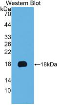 MAB239Hu21.jpg